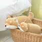 Peluche KOTAROU Chien Shiba Grande