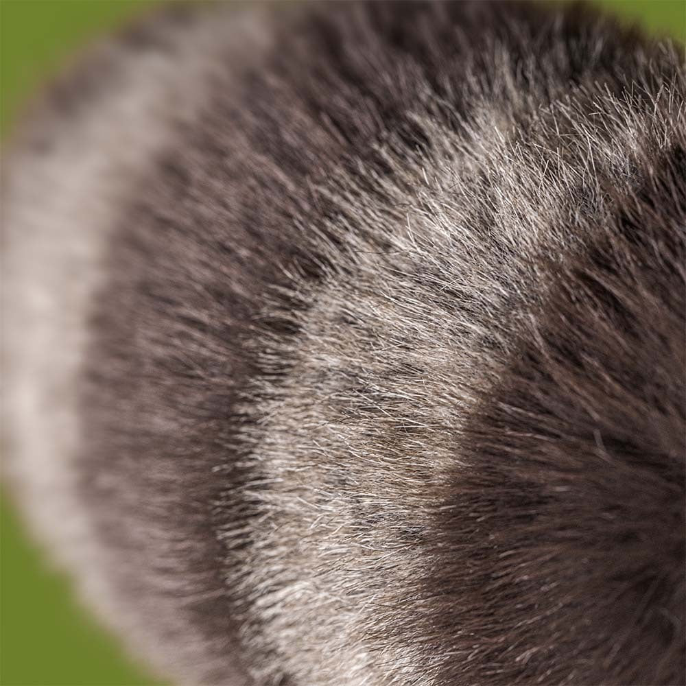 Peluche Trixiwoo Raccoon Jellycat
